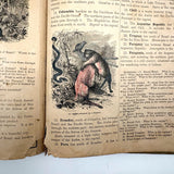 Colorfully Crayoned Wooly Mammoth and More, F.M Spitzer's Much Animated Copy of Primary Geograpy, 1870