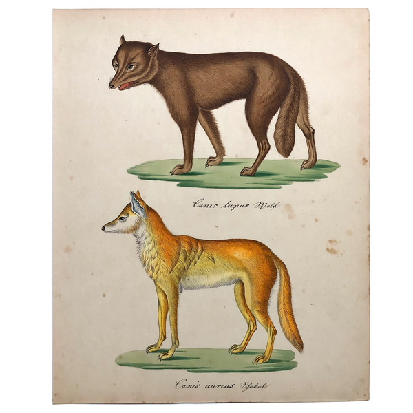 Gray Wolf and Golden Jackal, Exquisite Early 19th Century Watercolor