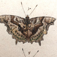 Schmetterlinge: Marvelous C. 1800 German Watercolor on Laid of Butterflies