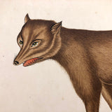 Gray Wolf and Golden Jackal, Exquisite Early 19th Century Watercolor