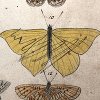 Schmetterlinge: Marvelous C. 1800 German Watercolor on Laid of Butterflies