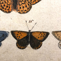 Schmetterlinge: Marvelous C. 1800 German Watercolor on Laid of Butterflies