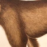 Gray Wolf and Golden Jackal, Exquisite Early 19th Century Watercolor