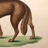Gray Wolf and Golden Jackal, Exquisite Early 19th Century Watercolor