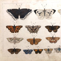 Schmetterlinge: Marvelous C. 1800 German Watercolor on Laid of Butterflies