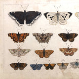 Schmetterlinge: Marvelous C. 1800 German Watercolor on Laid of Butterflies