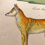 Gray Wolf and Golden Jackal, Exquisite Early 19th Century Watercolor