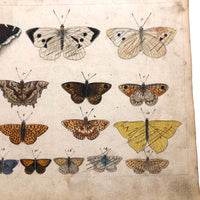 Schmetterlinge: Marvelous C. 1800 German Watercolor on Laid of Butterflies