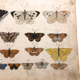 Schmetterlinge: Marvelous C. 1800 German Watercolor on Laid of Butterflies