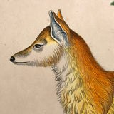 Gray Wolf and Golden Jackal, Exquisite Early 19th Century Watercolor