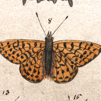 Schmetterlinge: Marvelous C. 1800 German Watercolor on Laid of Butterflies