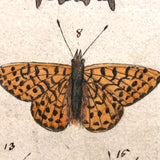 Schmetterlinge: Marvelous C. 1800 German Watercolor on Laid of Butterflies