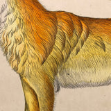 Gray Wolf and Golden Jackal, Exquisite Early 19th Century Watercolor