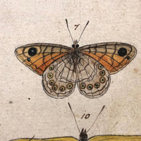 Schmetterlinge: Marvelous C. 1800 German Watercolor on Laid of Butterflies
