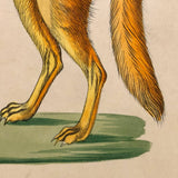 Gray Wolf and Golden Jackal, Exquisite Early 19th Century Watercolor