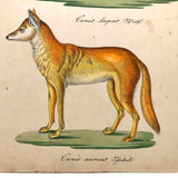 Gray Wolf and Golden Jackal, Exquisite Early 19th Century Watercolor