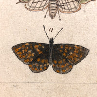 Schmetterlinge: Marvelous C. 1800 German Watercolor on Laid of Butterflies