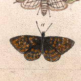 Schmetterlinge: Marvelous C. 1800 German Watercolor on Laid of Butterflies