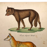 Gray Wolf and Golden Jackal, Exquisite Early 19th Century Watercolor