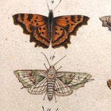 Schmetterlinge: Marvelous C. 1800 German Watercolor on Laid of Butterflies