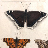 Schmetterlinge: Marvelous C. 1800 German Watercolor on Laid of Butterflies