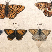 Schmetterlinge: Marvelous C. 1800 German Watercolor on Laid of Butterflies