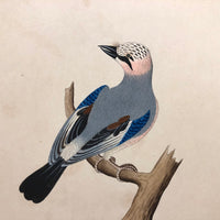 Corvus Glandarius (Eurasian Jay), Exquisite Early 19th Century German Watercolor