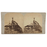 19th C. American Stereoview Co. Pea Fowl Albumen Stereoview