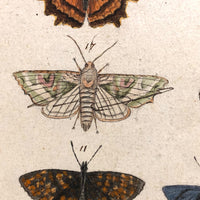 Schmetterlinge: Marvelous C. 1800 German Watercolor on Laid of Butterflies