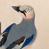 Corvus Glandarius (Eurasian Jay), Exquisite Early 19th Century German Watercolor