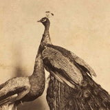 19th C. American Stereoview Co. Pea Fowl Albumen Stereoview