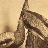 19th C. American Stereoview Co. Pea Fowl Albumen Stereoview