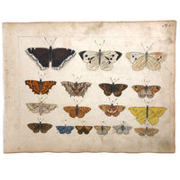 Schmetterlinge: Marvelous C. 1800 German Watercolor on Laid of Butterflies