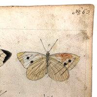 Schmetterlinge: Marvelous C. 1800 German Watercolor on Laid of Butterflies