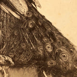 19th C. American Stereoview Co. Pea Fowl Albumen Stereoview