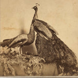 19th C. American Stereoview Co. Pea Fowl Albumen Stereoview