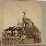 19th C. American Stereoview Co. Pea Fowl Albumen Stereoview