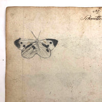 Schmetterlinge: Marvelous C. 1800 German Watercolor on Laid of Butterflies