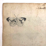 Schmetterlinge: Marvelous C. 1800 German Watercolor on Laid of Butterflies