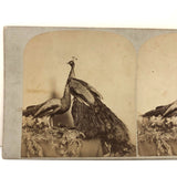 19th C. American Stereoview Co. Pea Fowl Albumen Stereoview