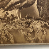19th C. American Stereoview Co. Pea Fowl Albumen Stereoview