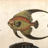 Wunderbare Fische: Marvelous C. 1800 German Watercolor on Laid of "Wonderful Fish"