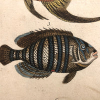 Wunderbare Fische: Marvelous C. 1800 German Watercolor on Laid of "Wonderful Fish"