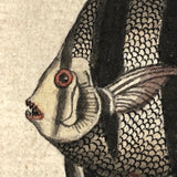 Wunderbare Fische: Marvelous C. 1800 German Watercolor on Laid of "Wonderful Fish"