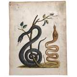 Murkwurdige Schlangen: Marvelous C. 1800 German Watercolor on Laid of Two Snakes