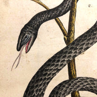 Murkwurdige Schlangen: Marvelous C. 1800 German Watercolor on Laid of Two Snakes