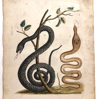 Murkwurdige Schlangen: Marvelous C. 1800 German Watercolor on Laid of Two Snakes