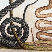 Murkwurdige Schlangen: Marvelous C. 1800 German Watercolor on Laid of Two Snakes