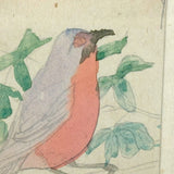 Pink Breasted Robin, Sweet Little Antique Watercolor on Card, Simply Framed