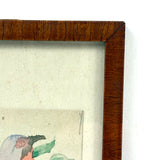 Pink Breasted Robin, Sweet Little Antique Watercolor on Card, Simply Framed